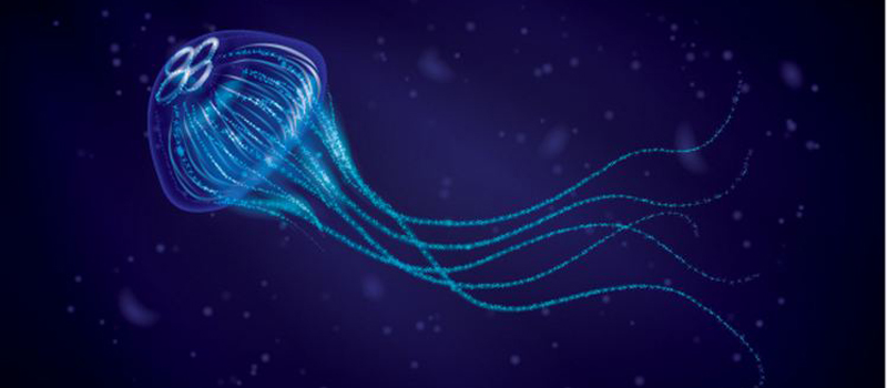 Jellyfish